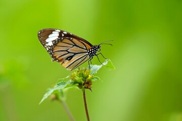 Fototapeta na wymiar Common Tiger Butterfly (Danaus genutia) sitting on a flower.