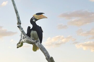 Malabar Pied-Hornbill, Anthracoceros coronatus, zoborožec malabarský, sitting on a branch in the background with clouds.
