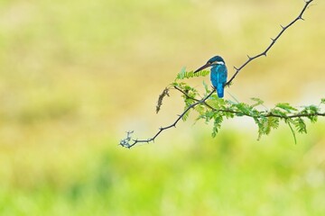 Obraz premium The common kingfisher (Alcedo atthis), ledňáček říční also known as the Eurasian kingfisher sitting on a branch catching fish.