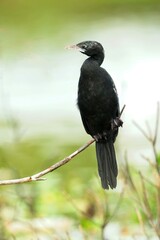 The little cormorant (Microcarbo niger), kormorán menší,  The little cormorant is a member of the cormorant family of seabirds. Slightly smaller than the Indian cormorant it has a shorter beak.