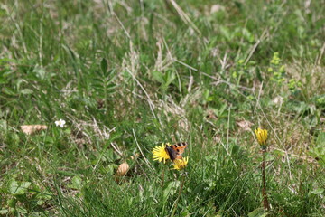 View on a butterfly in the Green Valley which is a valley in the Chablais Alps, about 15 kilometres south of Thonon-les-Bains in Haute-Savoie