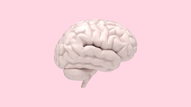 3D rendering of human mind, 3d render illustration model. Mind model mock up isolated on empty space background. Mental, memory organ.