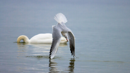 black headed gull diving for fish captured in Baltic sea poland, sopot