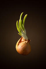 levitating onion with sprouts on a soft brown background with vignette. moody vertical artistic photo