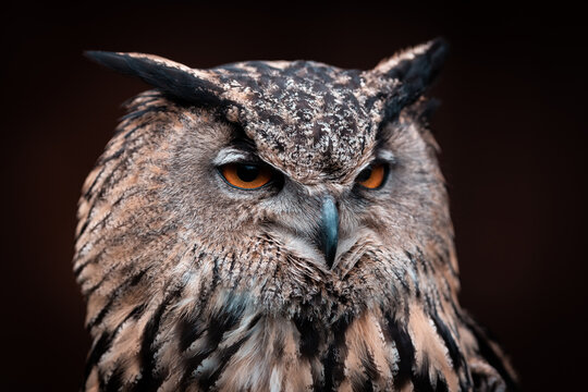 portrait of an owl with orange eyes, black background