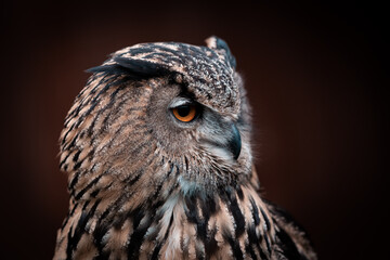 portrait of an owl with orange eyes, black background