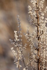Frosty plant/grass/flower stem with blurred background.
