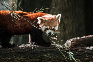  Cute Red panda (Ailurus fulgens) in the zoo on the tree is playing with branches