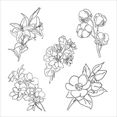 set of drawn linear flowers. cartoon sketch on a white background