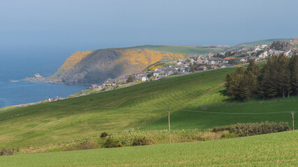 Approaching Gardenstown on a sunny Spring Day with the gorse in full bloom.