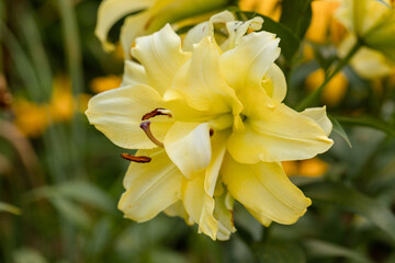 Lily Exotic Sun double yellow flowers - OT-Hybrid