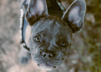 portrait of a dog, french bulldog puppy