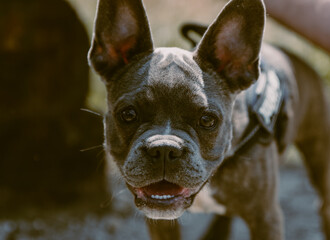 portrait of a dog, french bulldog puppy