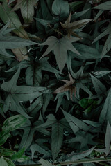 green leaves background, leaves wallpaper