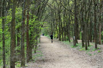 path in the woods