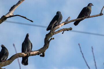 bird on a branch