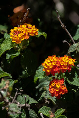 primer plano de las flores de una lantana camara