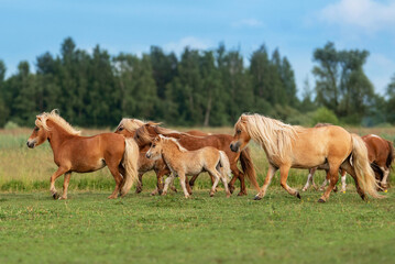 Naklejka na ściany i meble Herd of miniature shetland breed ponies with foals running in the field in summer