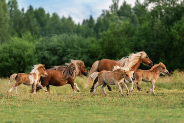Shetland pony mares with little foals running in the field in summer