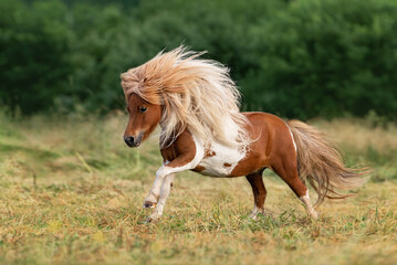 Miniature shetland breed pony running in the field in summer - obrazy, fototapety, plakaty