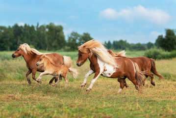 Herd of miniature shetland breed ponies with foals running in the field in summer