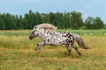 Miniature appaloosa pony running in the field in summer