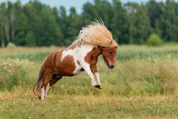 Fototapeta na wymiar Miniature shetland breed pony running in the field in summer
