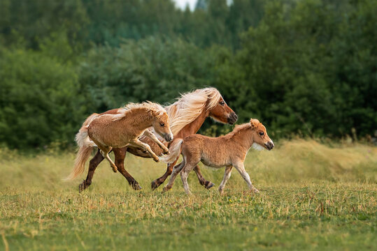 Shetland pony mares with little foals running in the field in summer