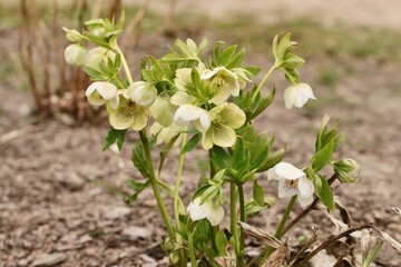 Kępa kwitnących ciemierników w kolorze białym i zileonym. Wiosenne rośliny hellebrous - obrazy, fototapety, plakaty