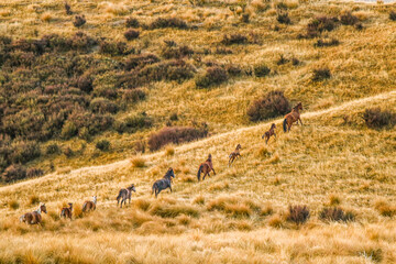 Fototapeta na wymiar Wild horses of Kaimanawa ranges, New Zealand