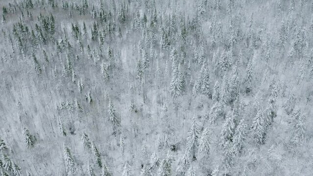 Top view of snow-covered winter forest. Clip. Coniferous forest with snow trees on cloudy day. Vast forest with snow in winter