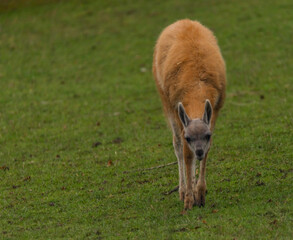 Llama on green grass in autumn day