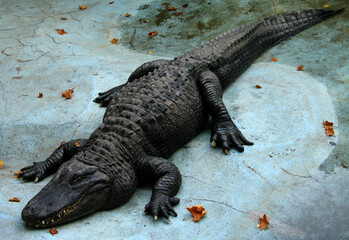 American alligator (Alligator mississippiensis) Muja, world's oldest alligator
