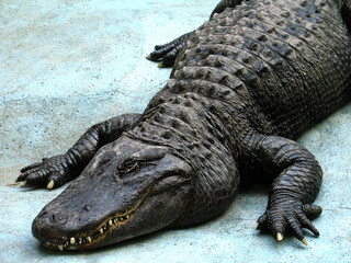 American alligator (Alligator mississippiensis) Muja, world's oldest alligator - obrazy, fototapety, plakaty