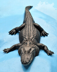 American alligator (Alligator mississippiensis) Muja, world's oldest alligator