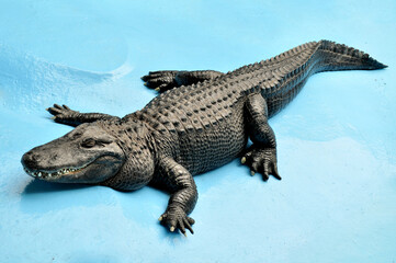 American alligator (Alligator mississippiensis) Muja, world's oldest alligator