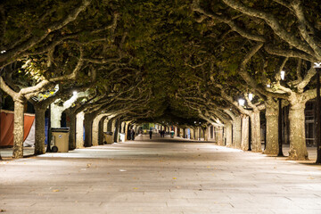 long path street lined with green trees at night in spain