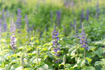 Close up colorful flowers are blooming fresh in the morning of spring garden with blurry green nature background.