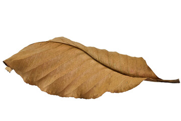 Dry leaves color of autumn season with transparent background