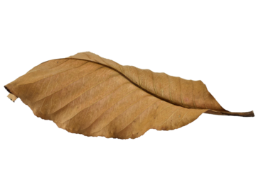 Dry leaves color of autumn season with transparent background