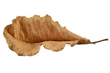 Dry leaves color of autumn season with transparent background