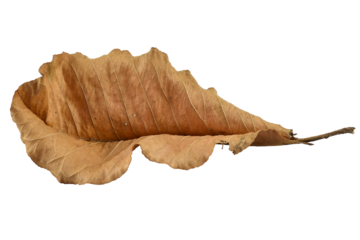 Dry leaves color of autumn season with transparent background