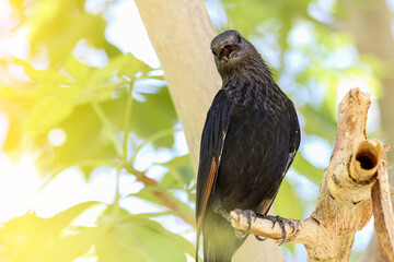 Tristram's starling on a tree branch, Israel