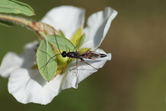 Ichneumonidae Bilder Durchsuchen 850 Archivfotos, und