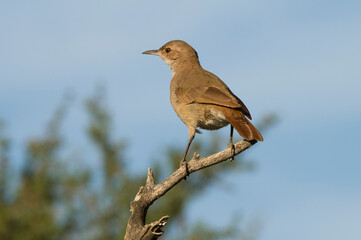 Rufous Hornero , Argentine national Bird, Iberà Marshes, Corrientes Province Argentina.