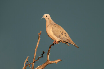 Eared Dove in Calden forest environment, La Pampa, Argentina