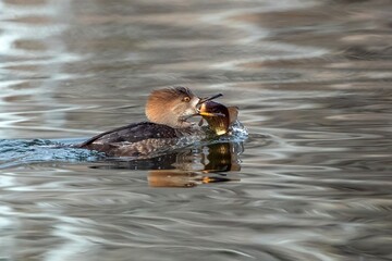 A Hooded Merganser female duck adjusting a large fish catch in her mouth before swallowing it. Close up view with a silvery lake background.