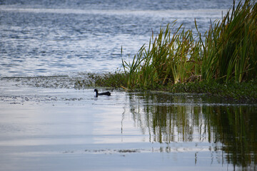ducks on the lake