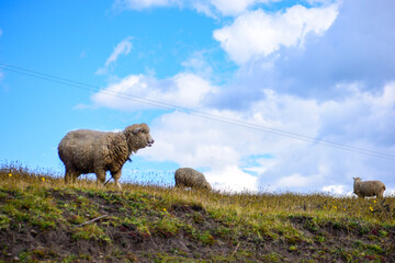 Obraz premium sheep grazing in the field