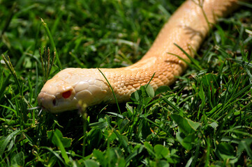 Monocled cobra (Naja kaouthia)